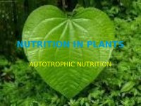 NUTRITION IN PLANTS.pptx